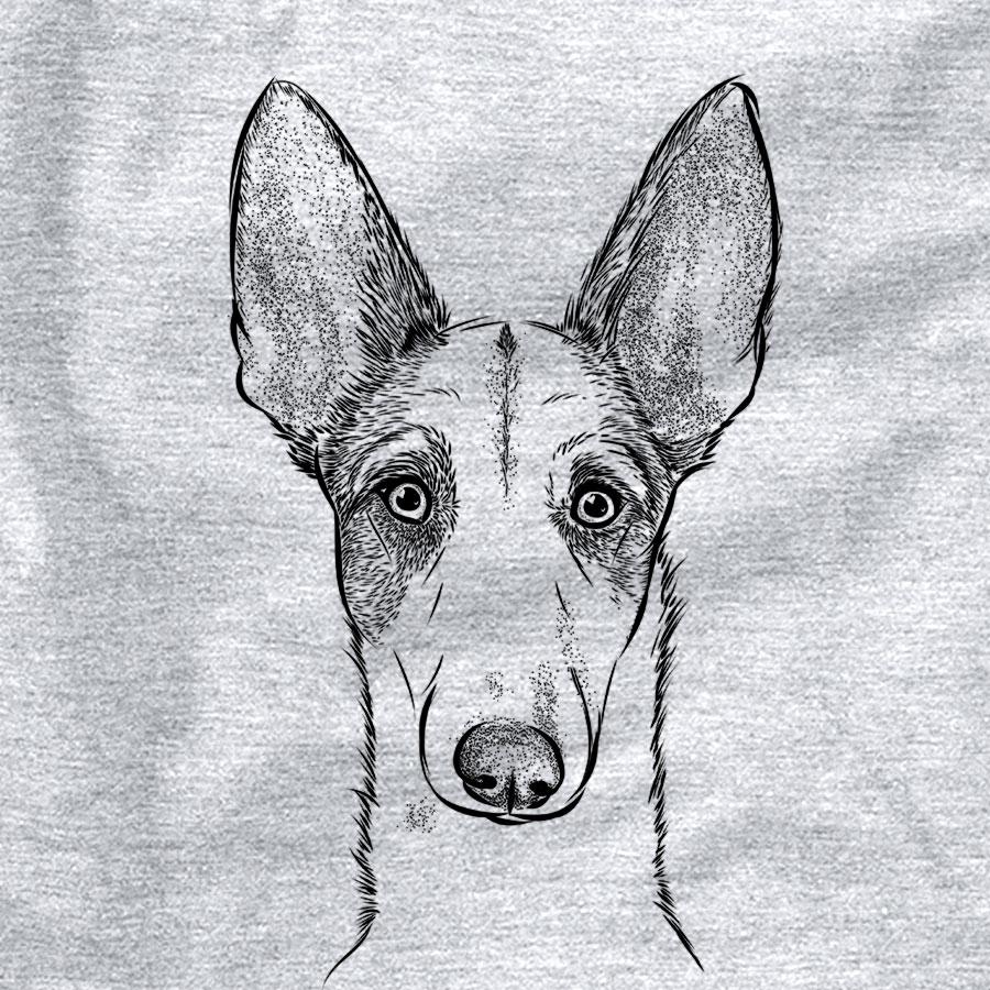 Halo the Ibizan Sight Hound