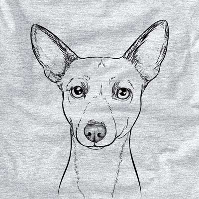 Perry the Portuguese Podengo