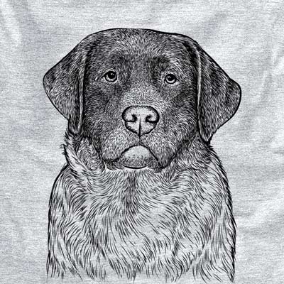 River the English Labrador Retriever