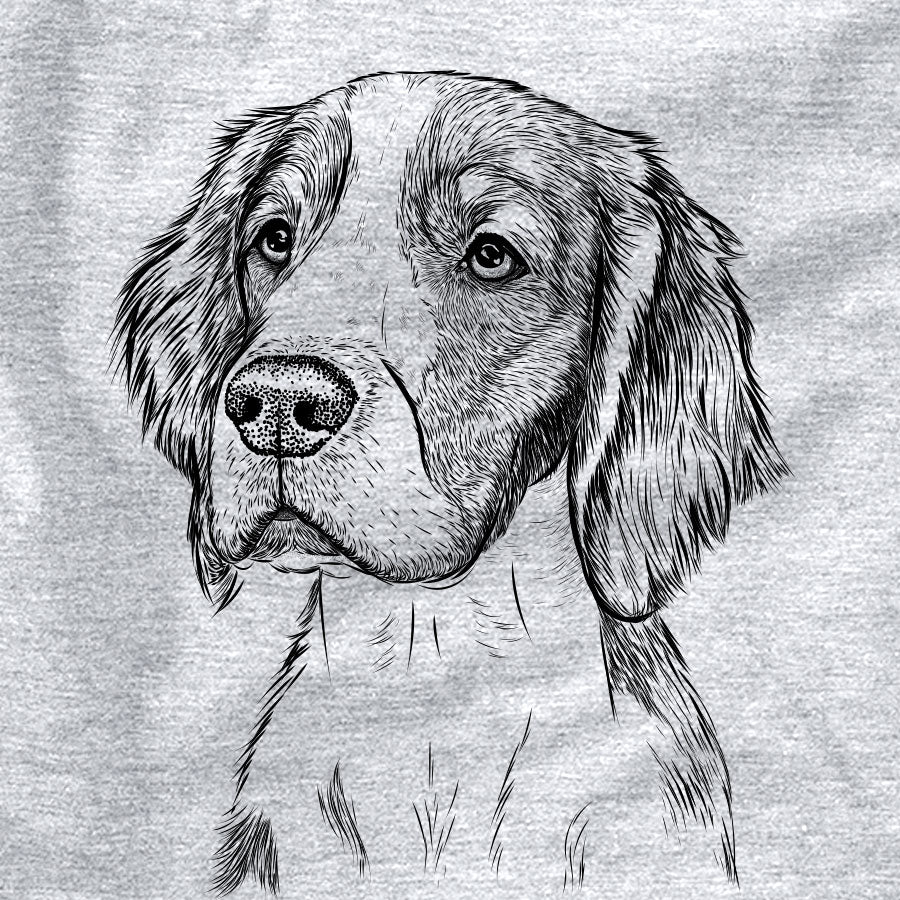 Roxy the Welsh Springer Spaniel