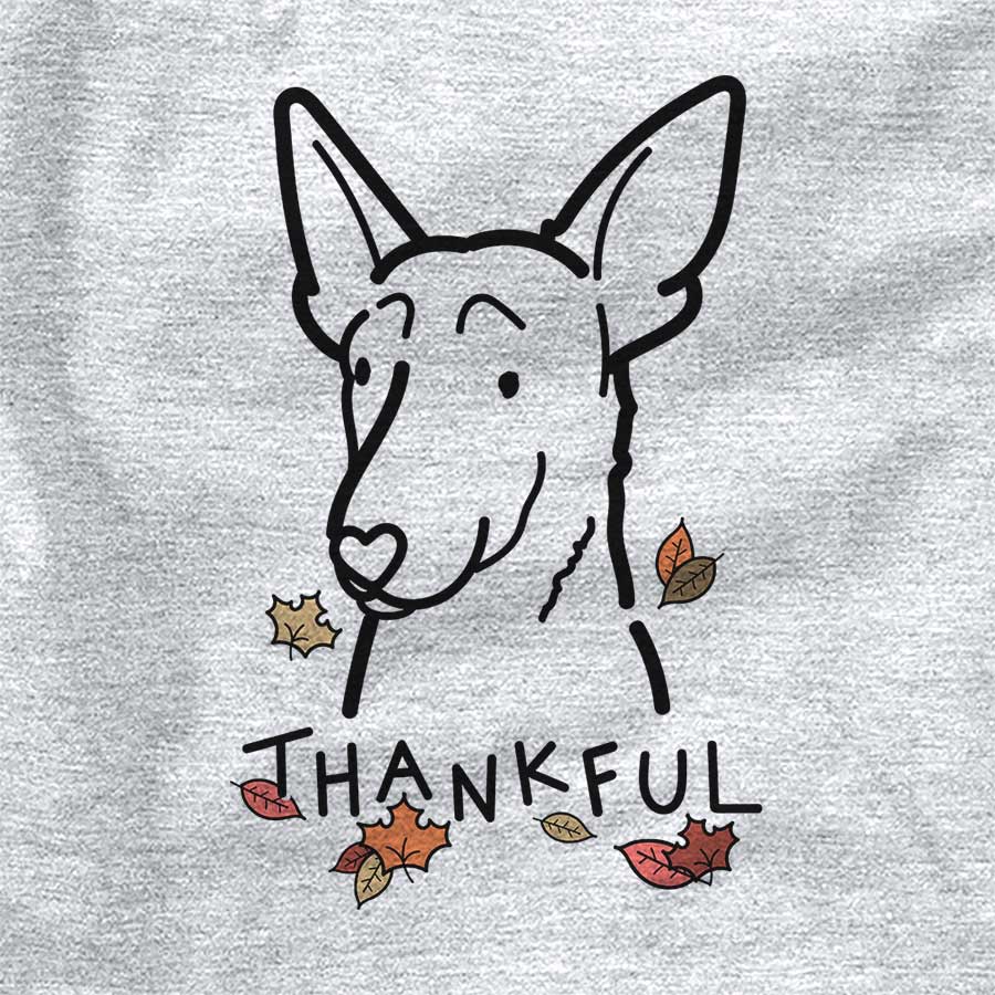 Thankful Belgian Malinois