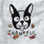 Thankful Boston Terrier