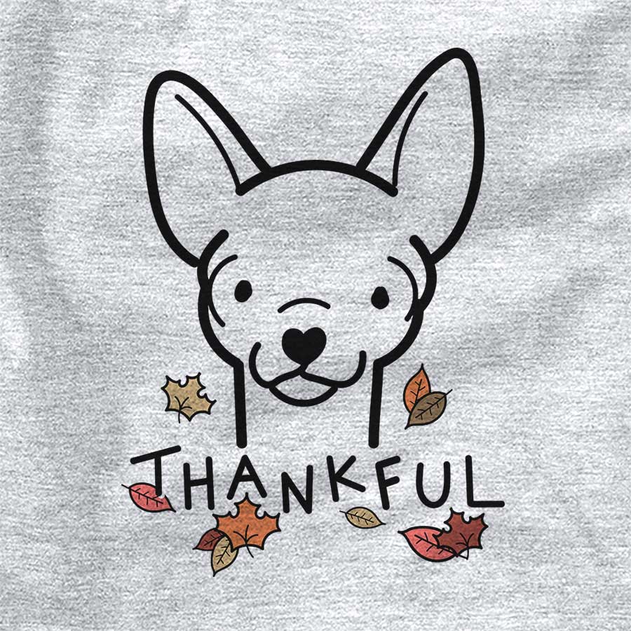 Thankful Chihuahua