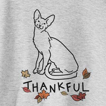 Thankful Lyra the Oriental Shorthair Cat