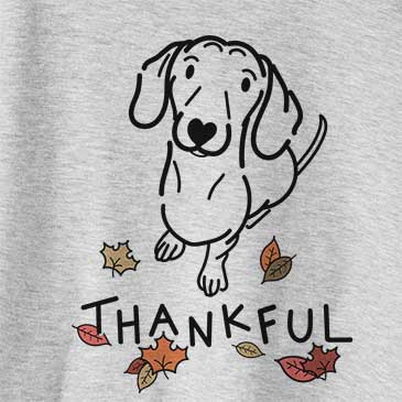 Thankful Moxie the Dachshund