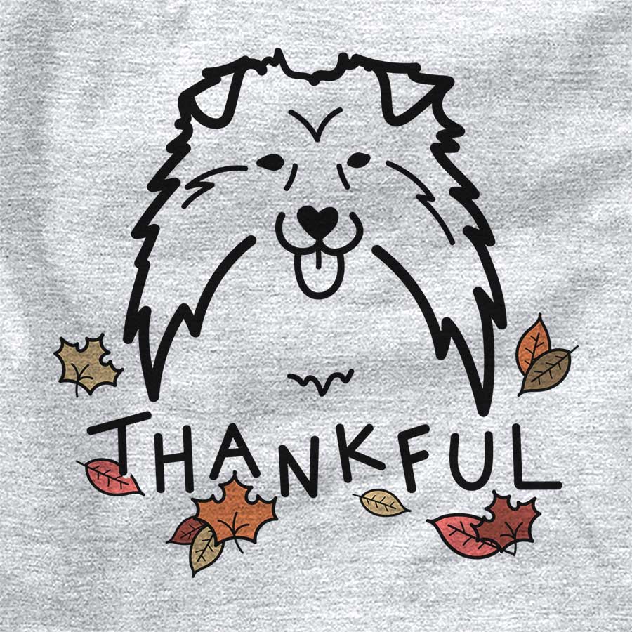 Thankful Shetland Sheepdog