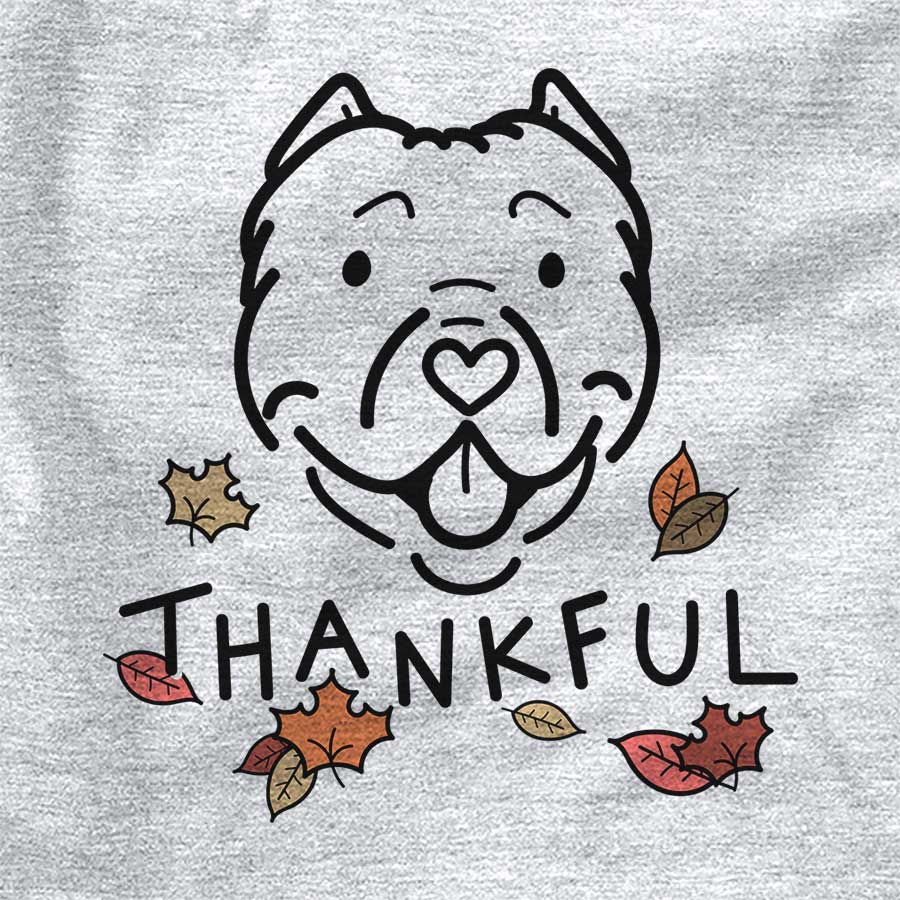 Thankful Tank the American Bully