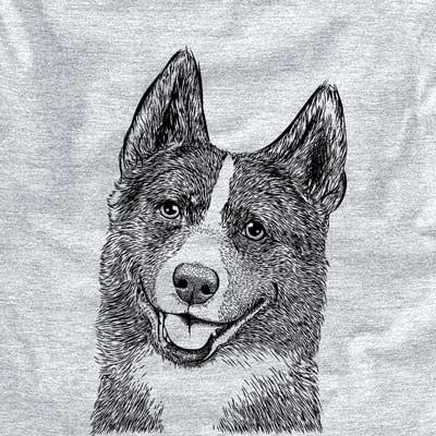 Tosca the Karelian Bear Dog