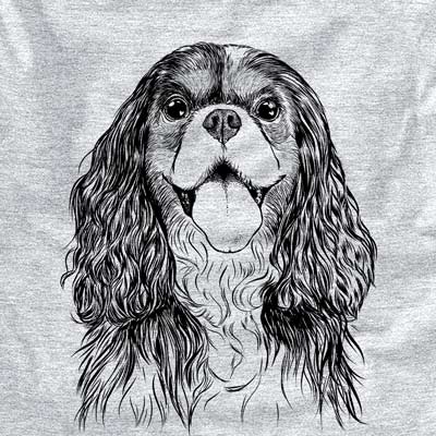 Brandy the Cavalier King Charles Spaniel