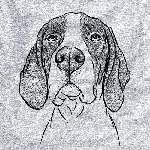 Liam the English Pointer