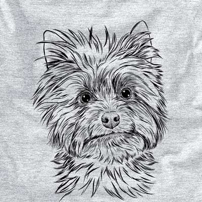 Dakota the Yorkshire Terrier