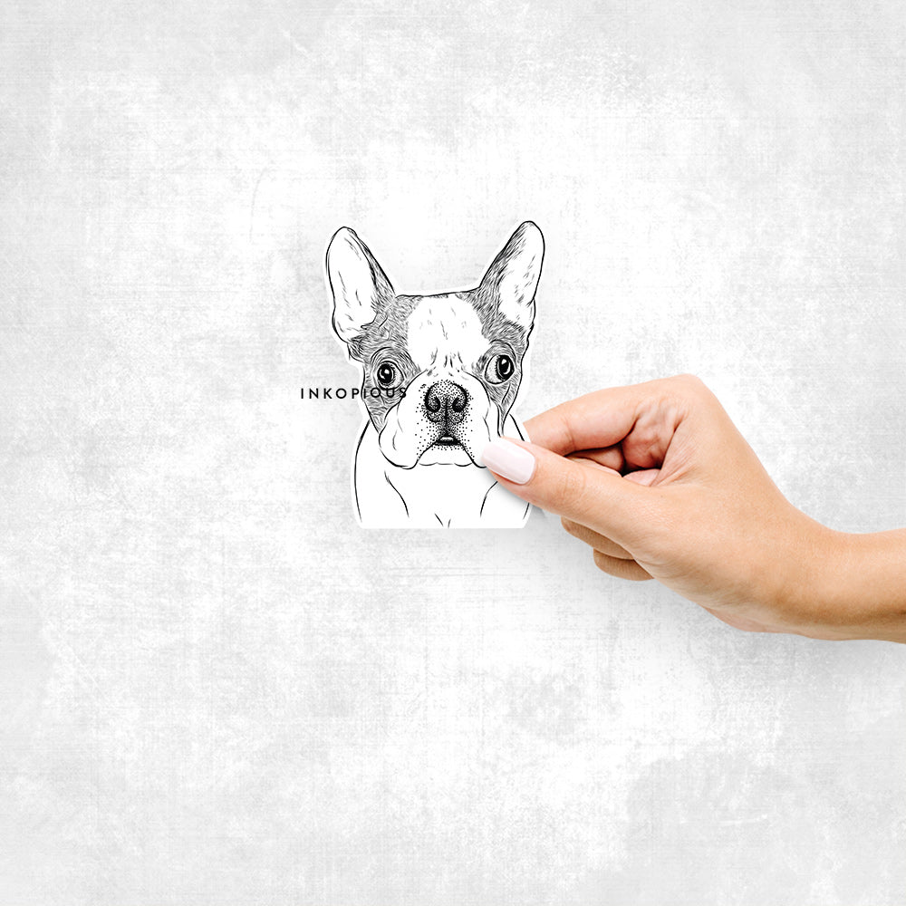 Chocolate Chip the Boston Terrier - Decal Sticker