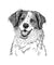 Sophie the Brittany Beagle Mix - Decal Sticker