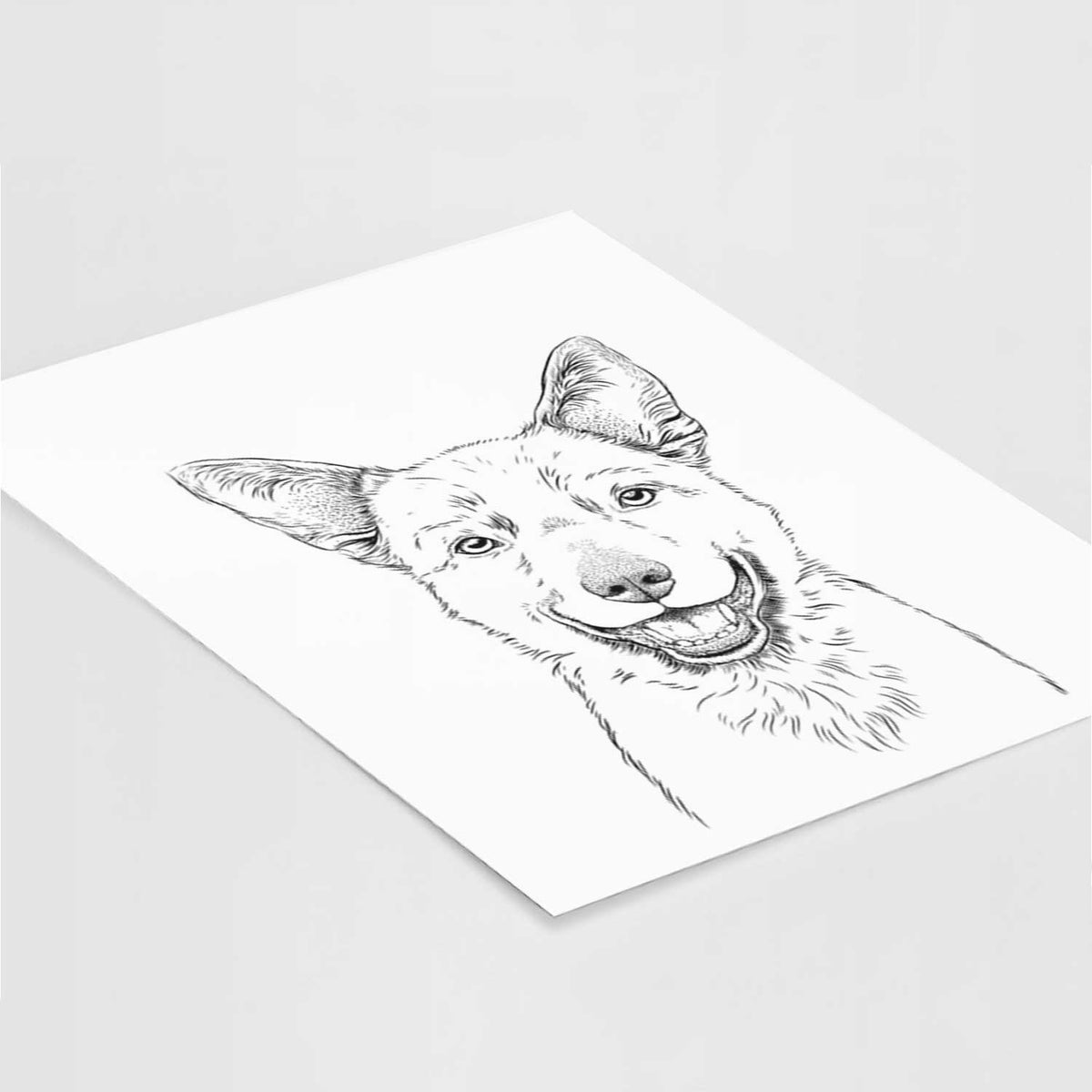 Arden the Australian Kelpie Art Print