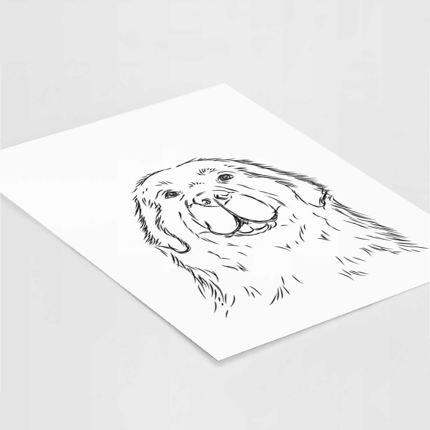 Boomer the Newfoundland Art Print