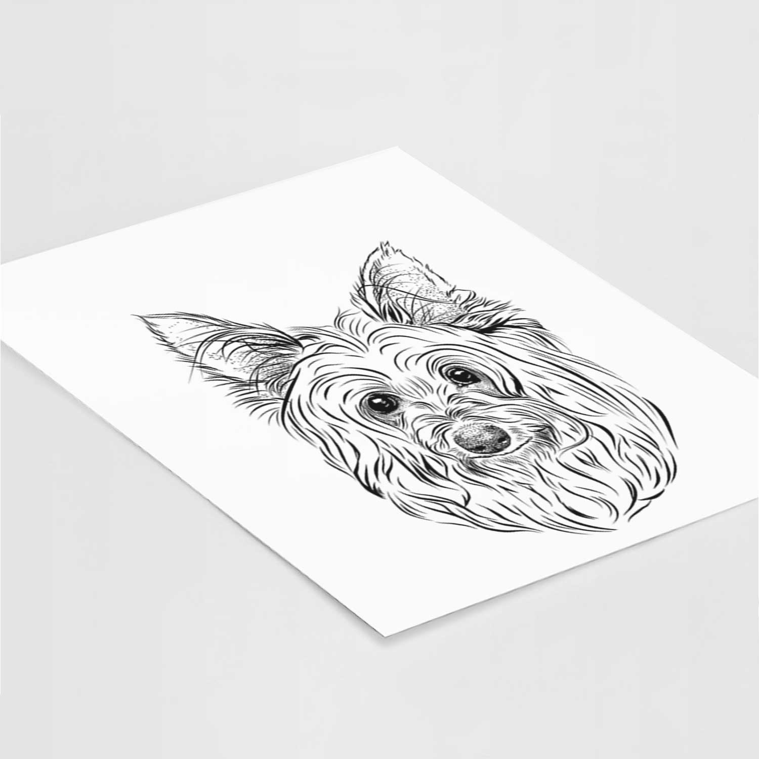 Daisy May the Silky Terrier Art Print