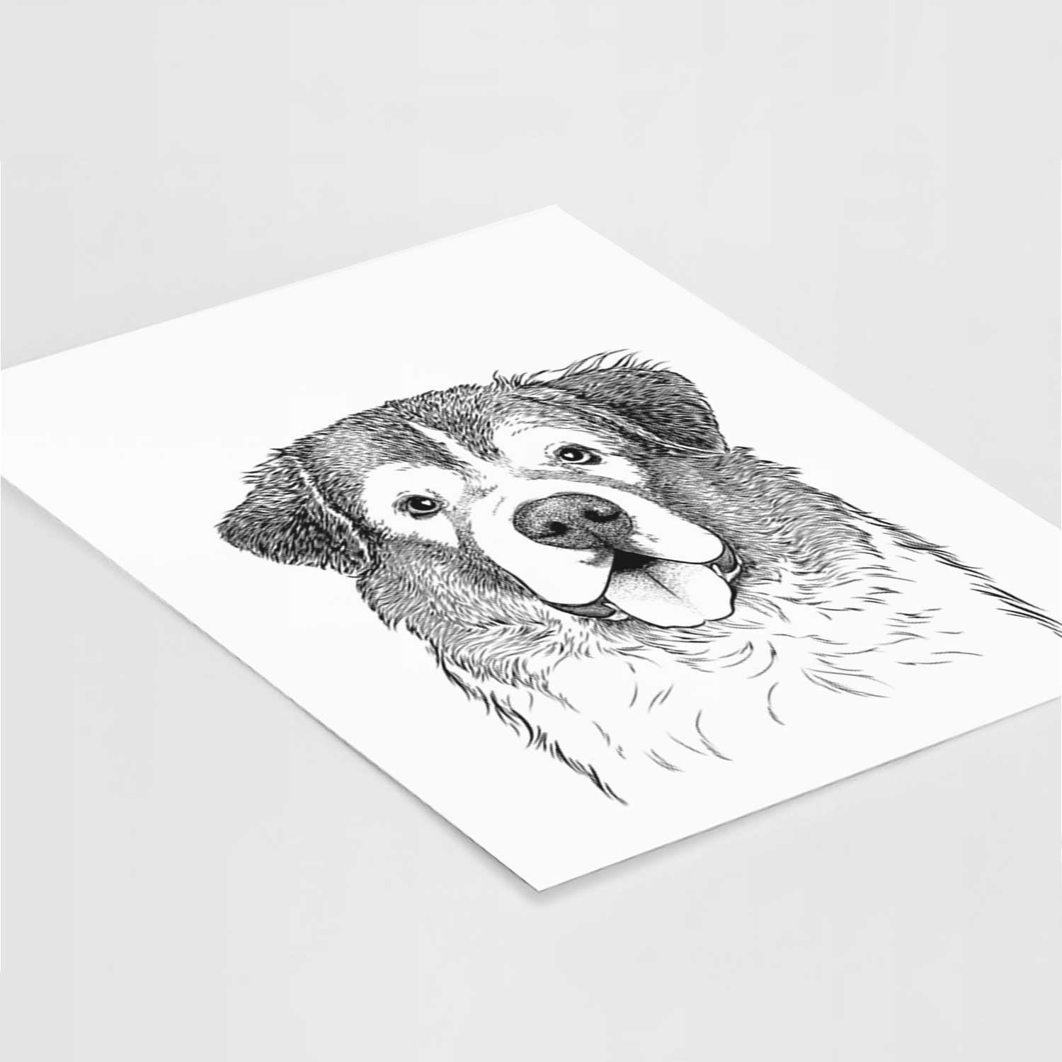 Dilly the Saint Bernard Art Print