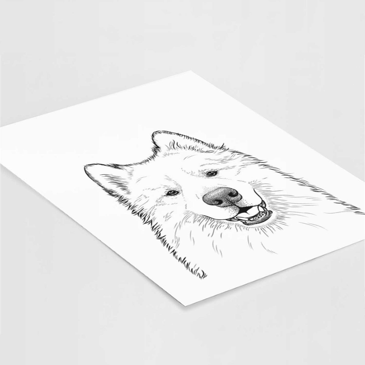 Foster the Samoyed Art Print