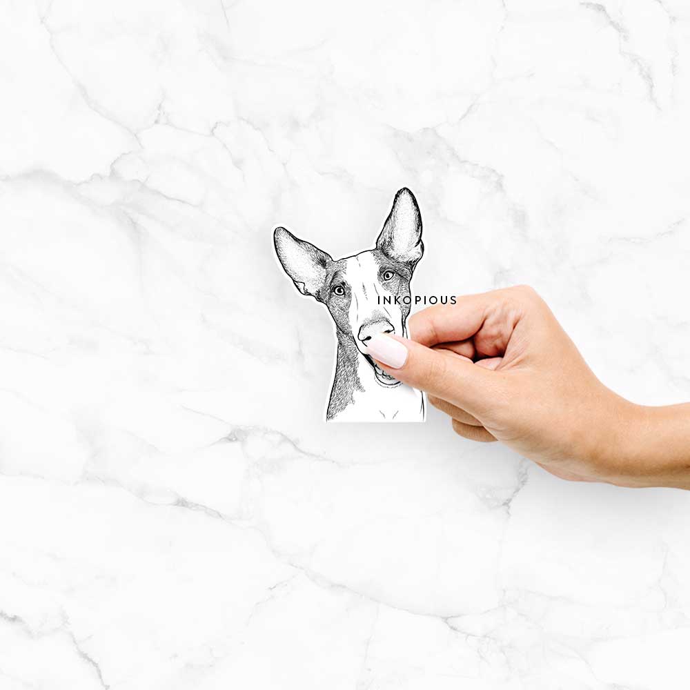 Havok the Ibizan Hound - Decal Sticker