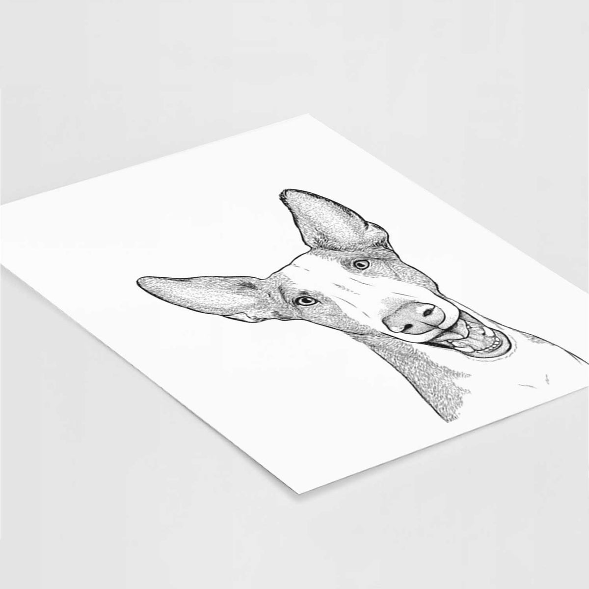 Havok the Ibizan Hound Art Print