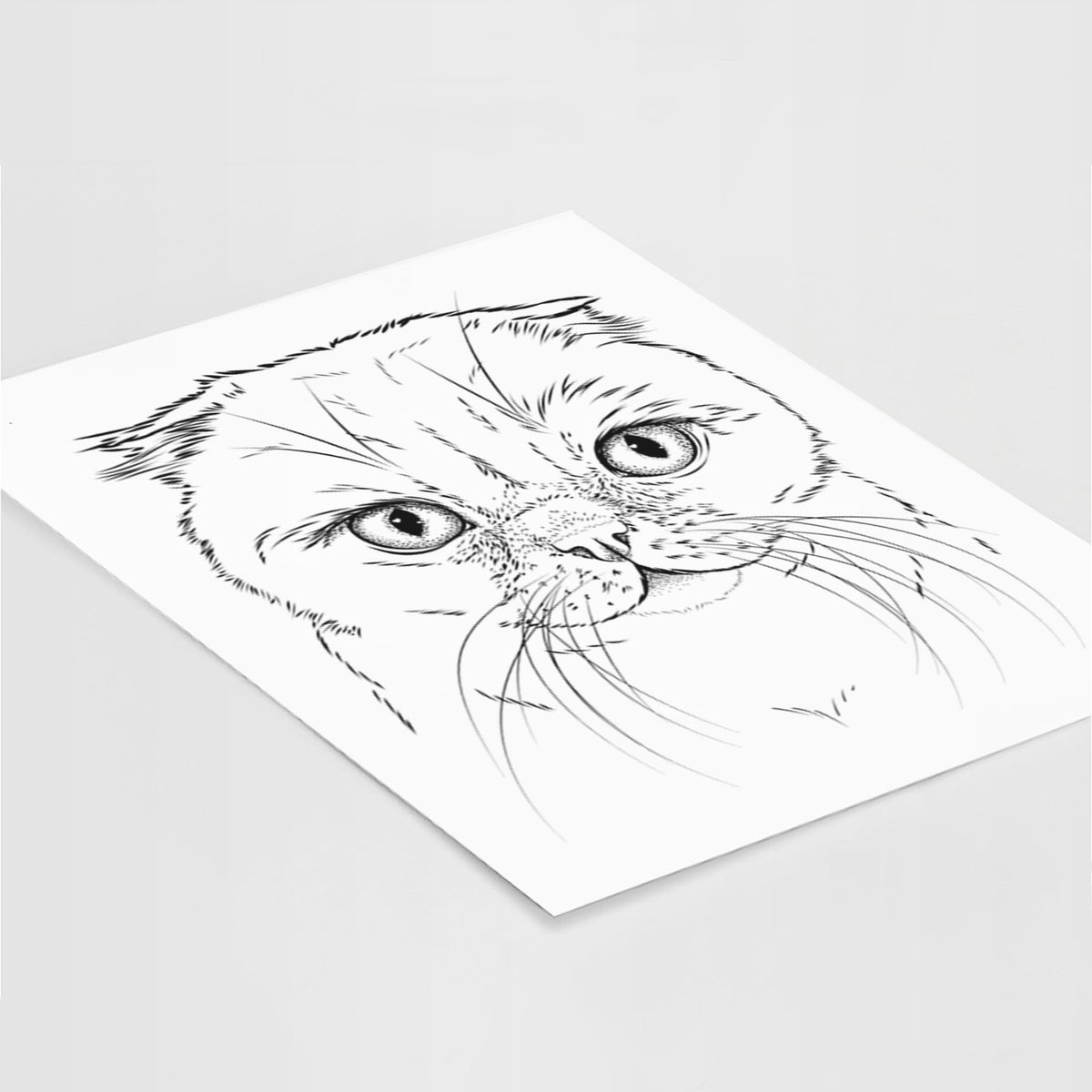 Lina the Exotic Fold Cat Art Print