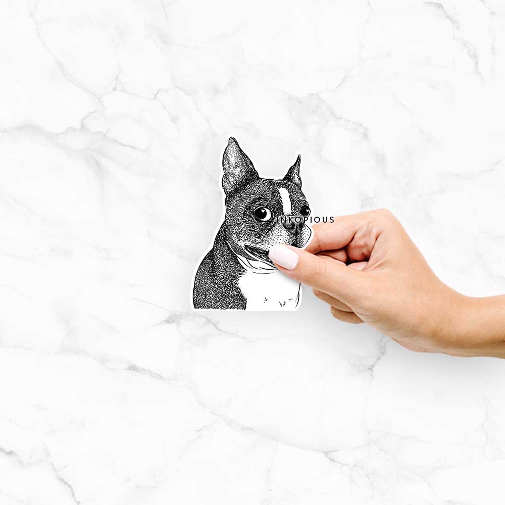 Ralphie the Boston Terrier - Decal Sticker