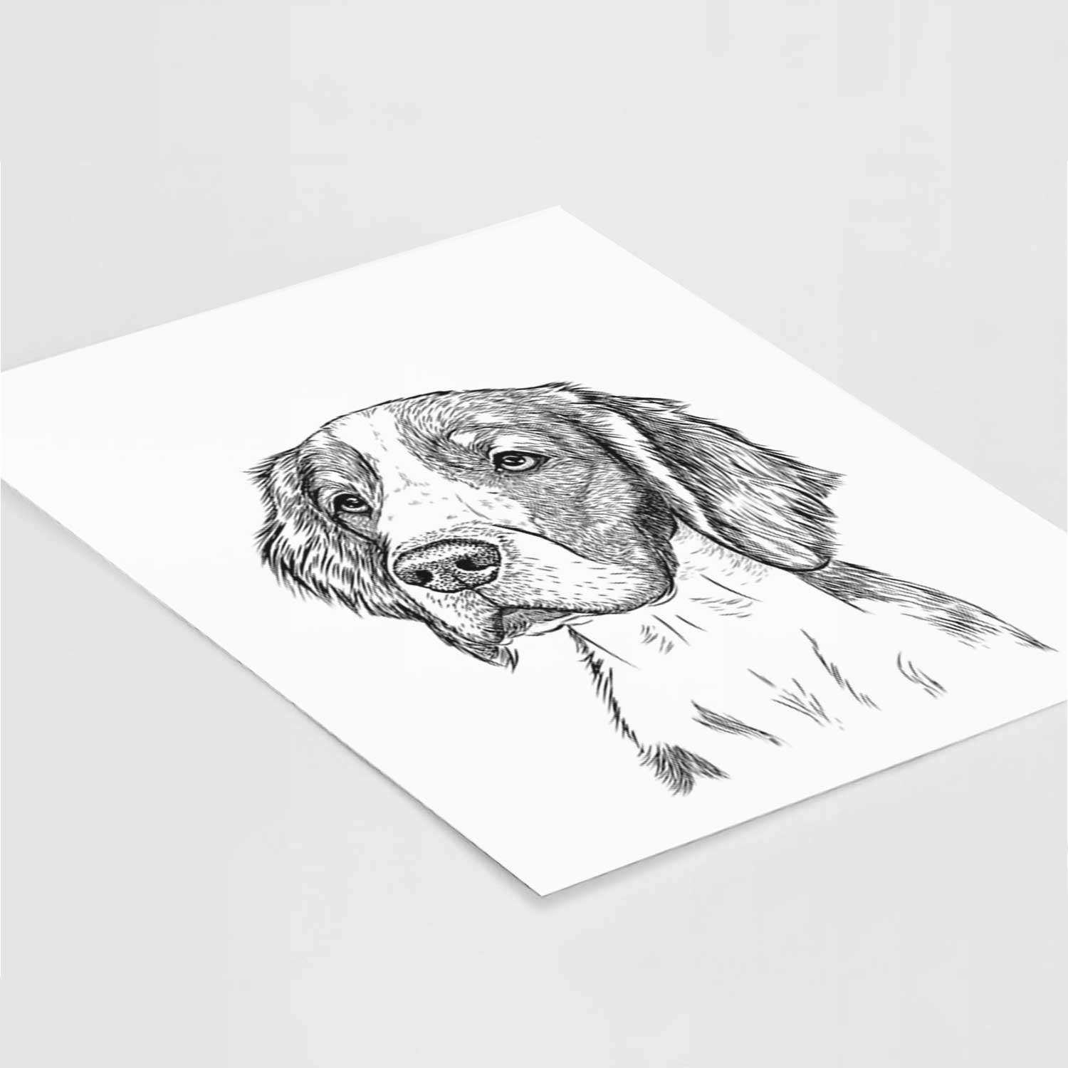 Roxy the Welsh Springer Spaniel Art Print