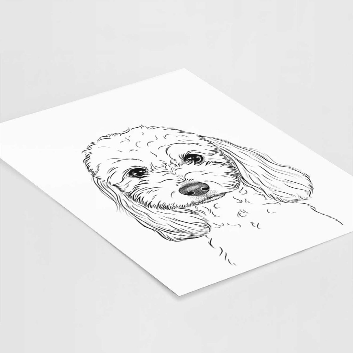 Sophie the Coton de Tulear Art Print