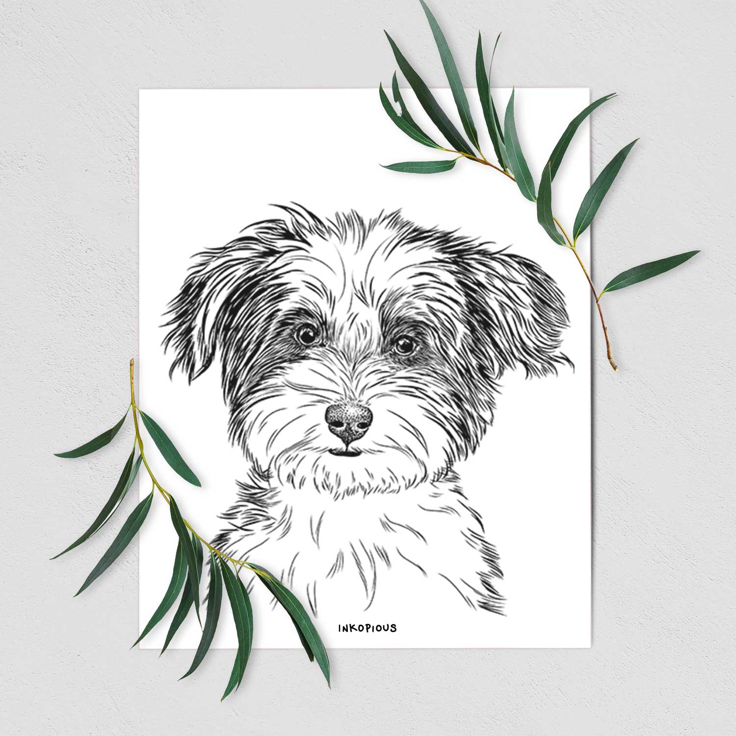 Teddy the Havanese Art Print