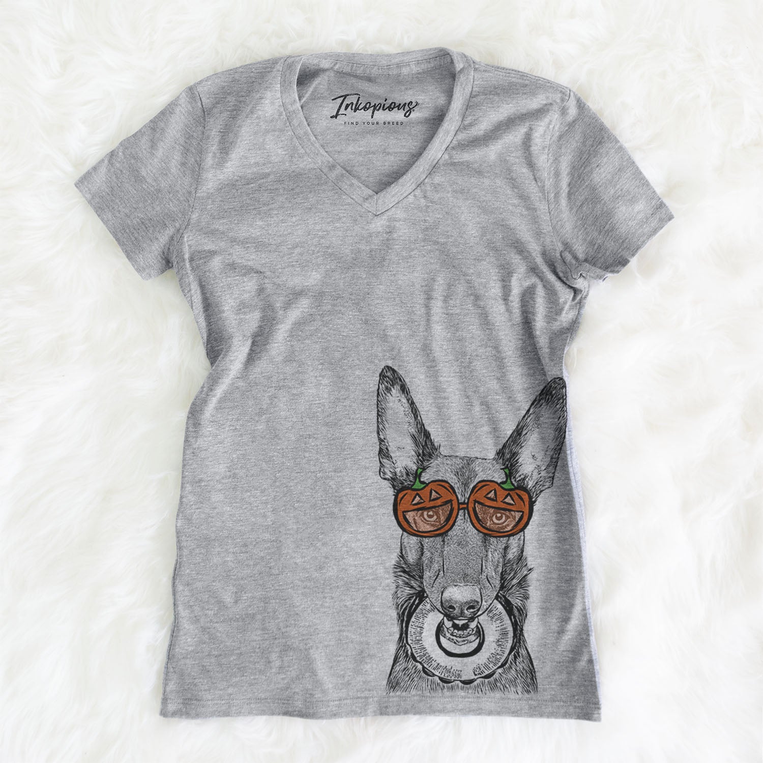 Juno the Belgian Malinois  - Pumpkin Collection